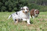 BERGER AUSTRALIEN PUPPIES 039